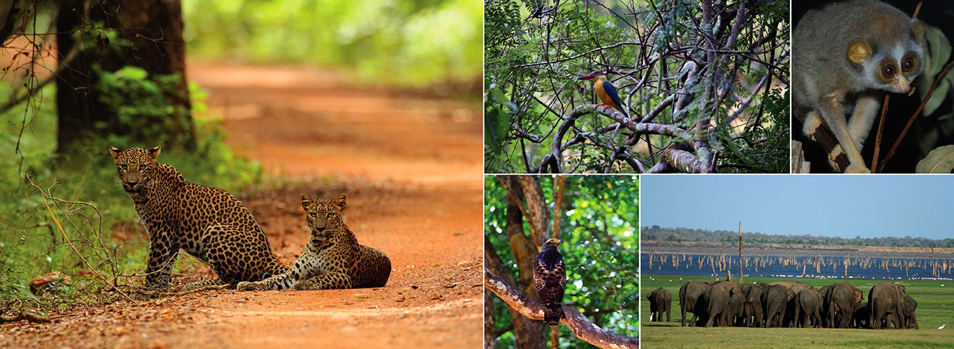 Wilpattu National Park safari on a 13 day wildlife tour