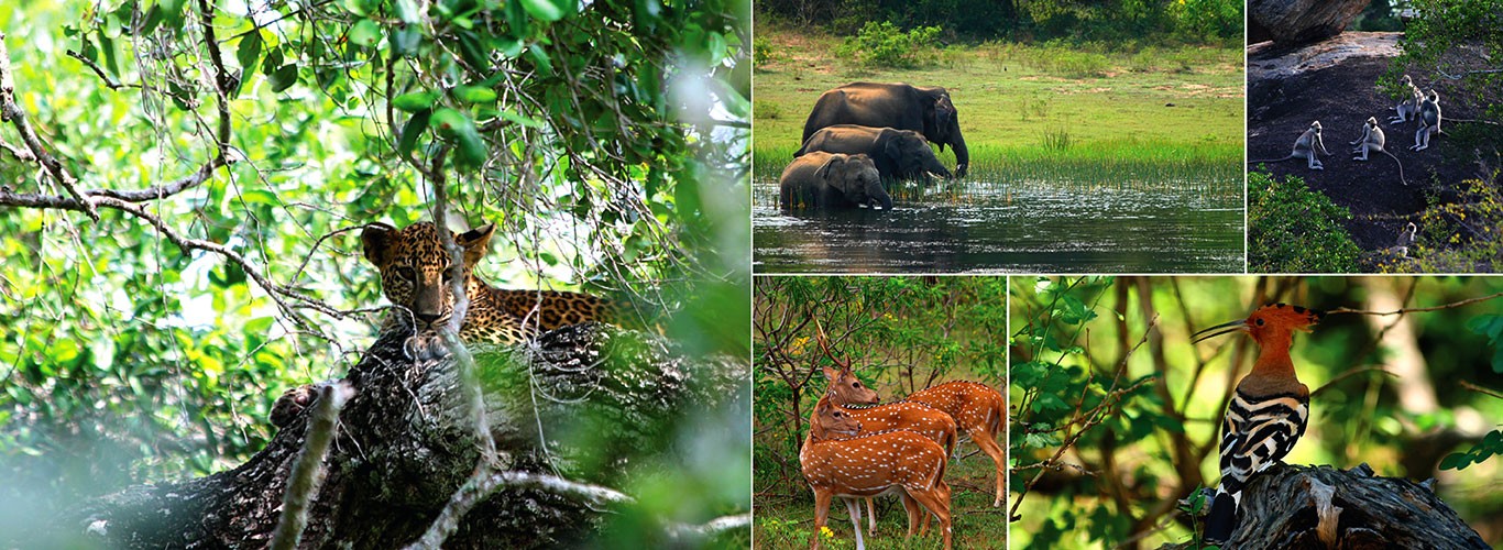 Yala National Park safari on a 13 day wildlife tour